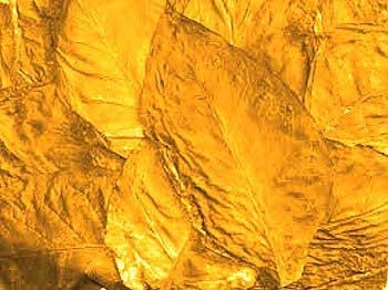 liquido-sigaretta-elettronica-etichetta-oro