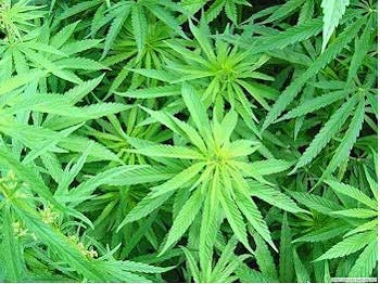 liquido-sigaretta-elettronica-marijuana